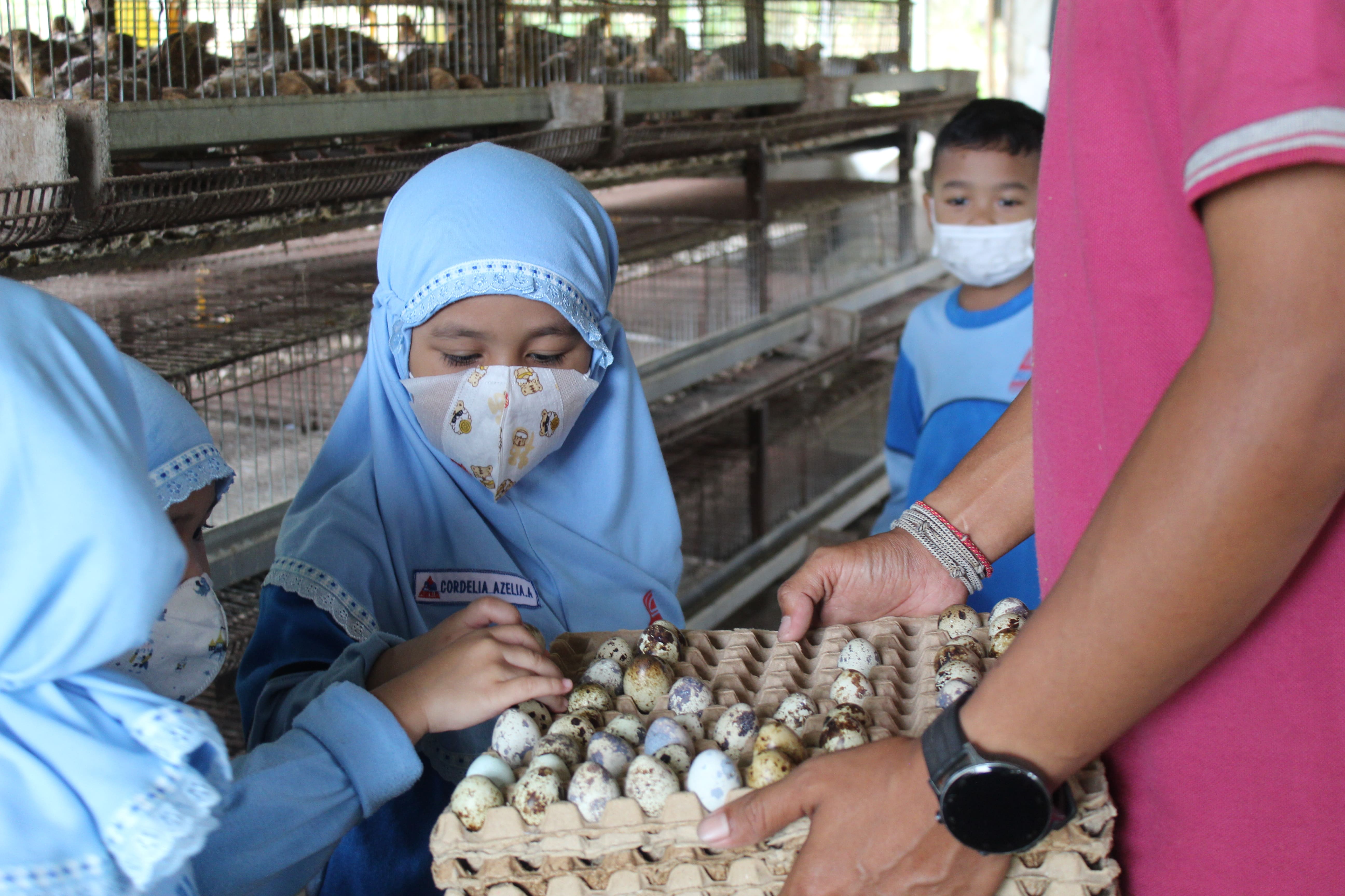 Outing Class Ke Peternakan Burung Puyuh